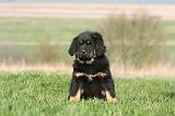 DOGUE DU TIBET 351